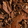 The photograph supplied for Cascara Sagrada bark.