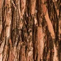 The photograph supplied for Slippery Elm bark.