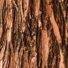 The photograph supplied for Slippery Elm bark.