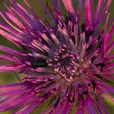 The photograph supplied for Milk Thistle seed.